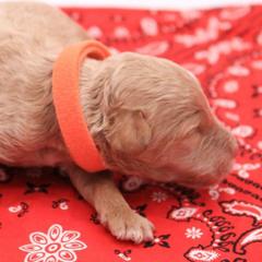Orange - Caramel male Labradoodle puppy in Lexington Park, Maryland from SUNNY SIDE DOODLES