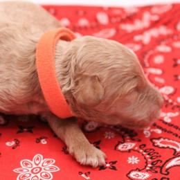 Orange - Caramel male Labradoodle puppy in Lexington Park, Maryland from SUNNY SIDE DOODLES