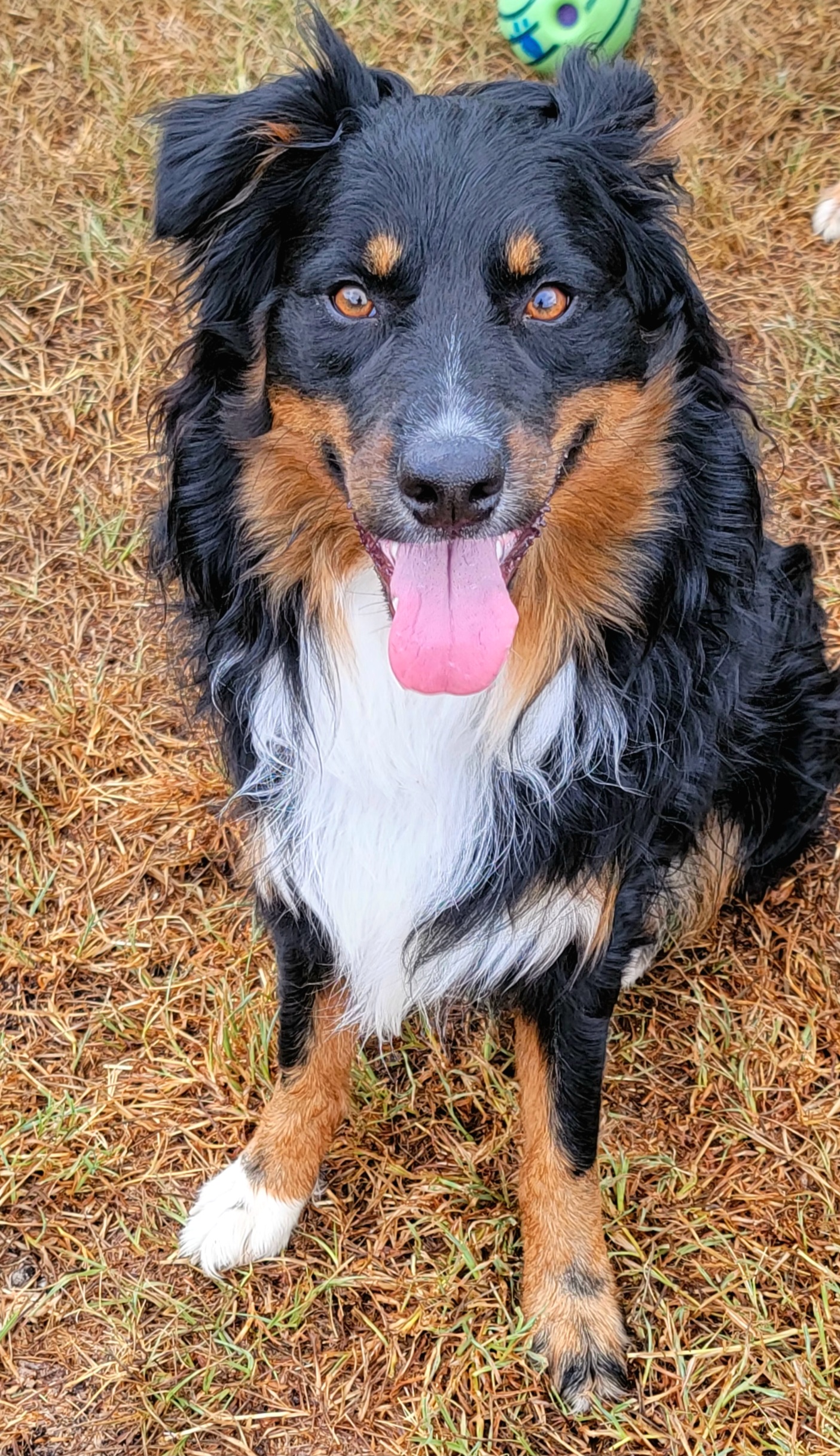 Varian - Australian Shepherd