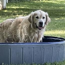 DUKE - Golden Retriever