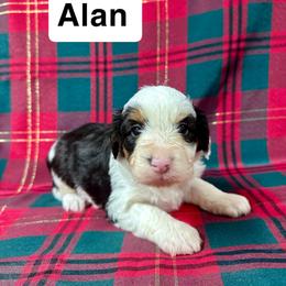 Alan - Black and white male Aussiedoodle puppy in Lebanon, Missouri from Kaitlen's Doodle Pups