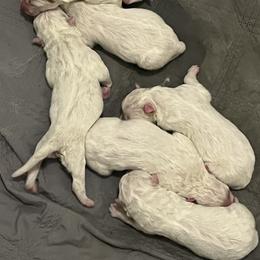 1 st Female - White female Samoyed puppy in Soap Lake, Washington from Falling Cedar Farm Samoyeds and Eurasier’s