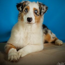 Australian Shepherd Puppies from Rocking Diamond