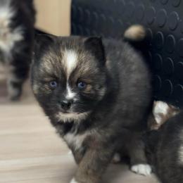 David - Wolf sable male Pomsky puppy in Gunter, Texas from The Painted Pomsky