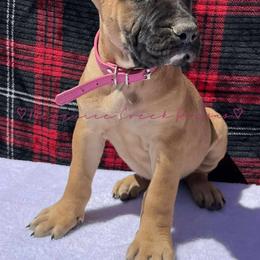 Perro de Presa Canario Puppies from Mesquite Creek Kennels