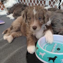 Aussiedoodle Puppies from Ridgeview Aussiedoodles