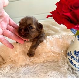 Shih Tzu Puppies from Purse Pup Shih Tzus