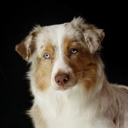 Salsa - Miniature American Shepherd