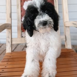 Bernedoodle, Sheepadoodle, and Whoodle Puppies from Wonderland’s Boujie Kennels