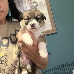 Boy 2 - Black and tan male Pembroke Welsh Corgi puppy in Chino Valley, Arizona from Blecker Kennel