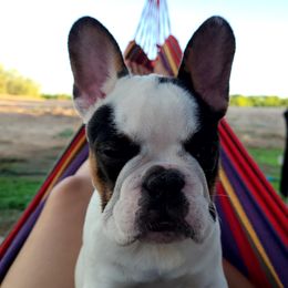 French Bulldogs from DaVille Frenchies
