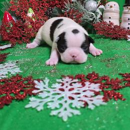 Black n white dot head boy - Black and white male Boston Terrier puppy in Corsicana, Texas from JT Bostons