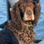 Boykin Spaniels from Silver Creek Boykins