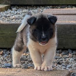 Saki's Boy 7 - Black, fawn undercoat male Akita puppy in South Carolina from Sierra Mountain Akitas