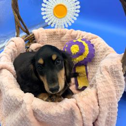 Paul - Black and cream male Dachshund puppy in Gavilan Hills, California from Bacchanal Kennel/Ranch