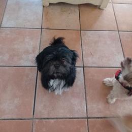 Readdy - Black and white male Shih Tzu puppy in Grand Prairie, Texas from R&R Shih-Tzus & Stud Services