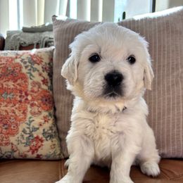 Winter (black) - Light golden male Golden Retriever puppy in Pahrump, Nevada from Southern Nevada Goldens