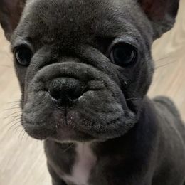 French Bulldogs from Ka’iliwai Frenchie Collective