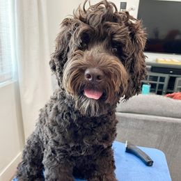 Milo - Australian Labradoodle
