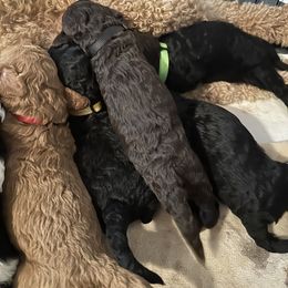 Poodle Puppies from Cano Homestead Poodles