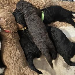 Poodle Puppies from Cano Homestead Poodles