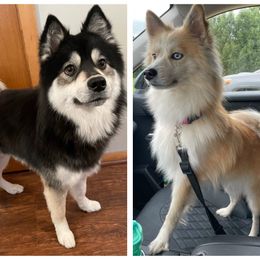 Pomsky puppies from Blue Sky Pomsky