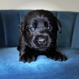 Yellow Collar - Black male Labrador Retriever puppy in Somerset, California from Cantina Labs and Cavs