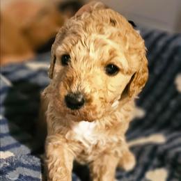 Tootsie - Apricot female Goldendoodle puppy in Harris County, Texas from Cute & Curly Doodles