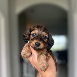 Monaco-3800 - Red female Dachshund puppy in Winter Haven, Florida from Dreamwork Dachshunds