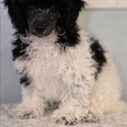 Phantom Parti Boy, Ramses - Parti male Poodle puppy in Coolidge, Arizona from Effervescent-Pooches