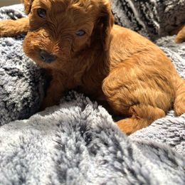 Poodle Puppies from Premier Poodle