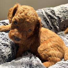 Poodle Puppies from Premier Poodle