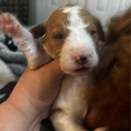 Pink Collar Female - Parti female Goldendoodle puppy in Eunice, Louisiana from Maison De Pawz