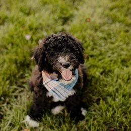 Waffle - Black and white male Sheepadoodle puppy in Patterson, California from Dooling Doodles