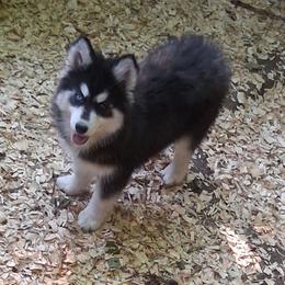 Blossom - Black and white female Siberian Husky puppy in West Liberty, Ohio from Skyfallsiberians