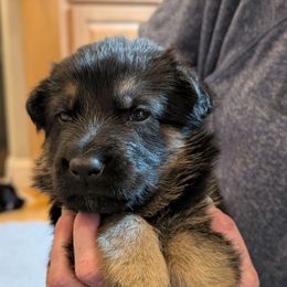 Red - Black and tan male German Shepherd puppy in Rochester, Massachusetts from Von Liebenhaus