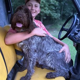 Harper - Wirehaired Pointing Griffon
