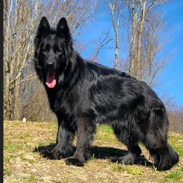 Karla - German Shepherd