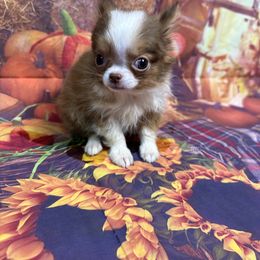 Cooper - Chocolate sabled fawn male Chihuahua puppy in Palmyra, Indiana from Country Star Chihuahuas