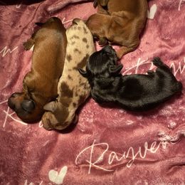 Dachshund Puppies from Miniature Alphas Dachshunds