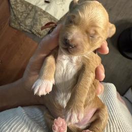 Orange Collar - Apricot male Goldendoodle puppy in Portland, Tennessee from Happy_Tails_by_TJ