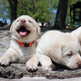 Dilute Retriever and Labrador Retriever Puppies from SmoKy Hills Labradors