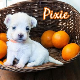 PIXIE - White female Maltese puppy in Belleville, Michigan from Michigan Maltese Puppies