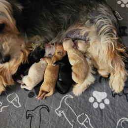 Yorkipoo and Yorkshire Terrier Puppies from Texas Yorkies and Yorkiepoos