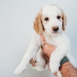 Prince - Parti Goldendoodle puppy in Canton, Georgia from Mae’s Doodles of Georgia