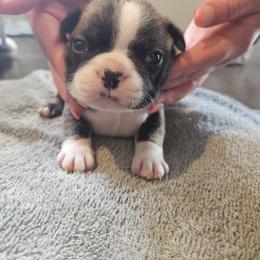 Boy 5 - Tiny Brindle Boy - Brindle and white male Boston Terrier puppy in Sulphur Springs, Texas from B&B Bostons