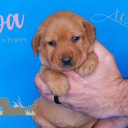 Labrador Retriever Puppies from AGL Retrievers