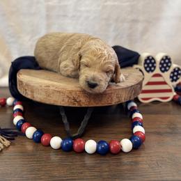 Green Collar - Red  male Goldendoodle puppy in Gower, Missouri from Hillside Paws