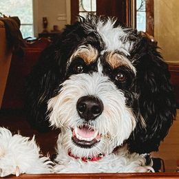 Bernedoodles from Greenhill Doodles