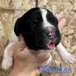 Boy 2 - White and black Newfoundland puppy in Tully, New York from Bear Paw Newfoundlands